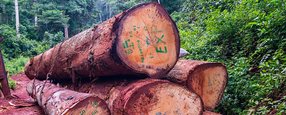 Exploitation forestière clandestine : plus de 9.800 gros troncs d’arbres saisis en 2022 grâce à la collaboration des FDS (officiel)