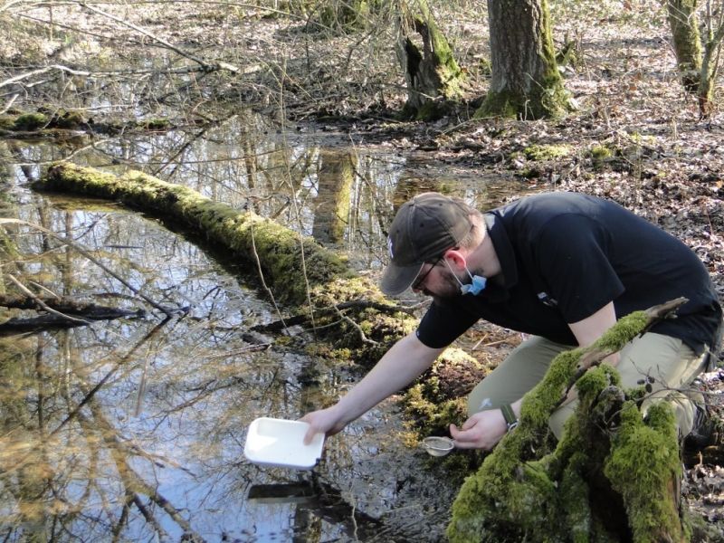 Moustique tigre 🦠 deux virus nouvellement transmis des oiseaux à l’humain