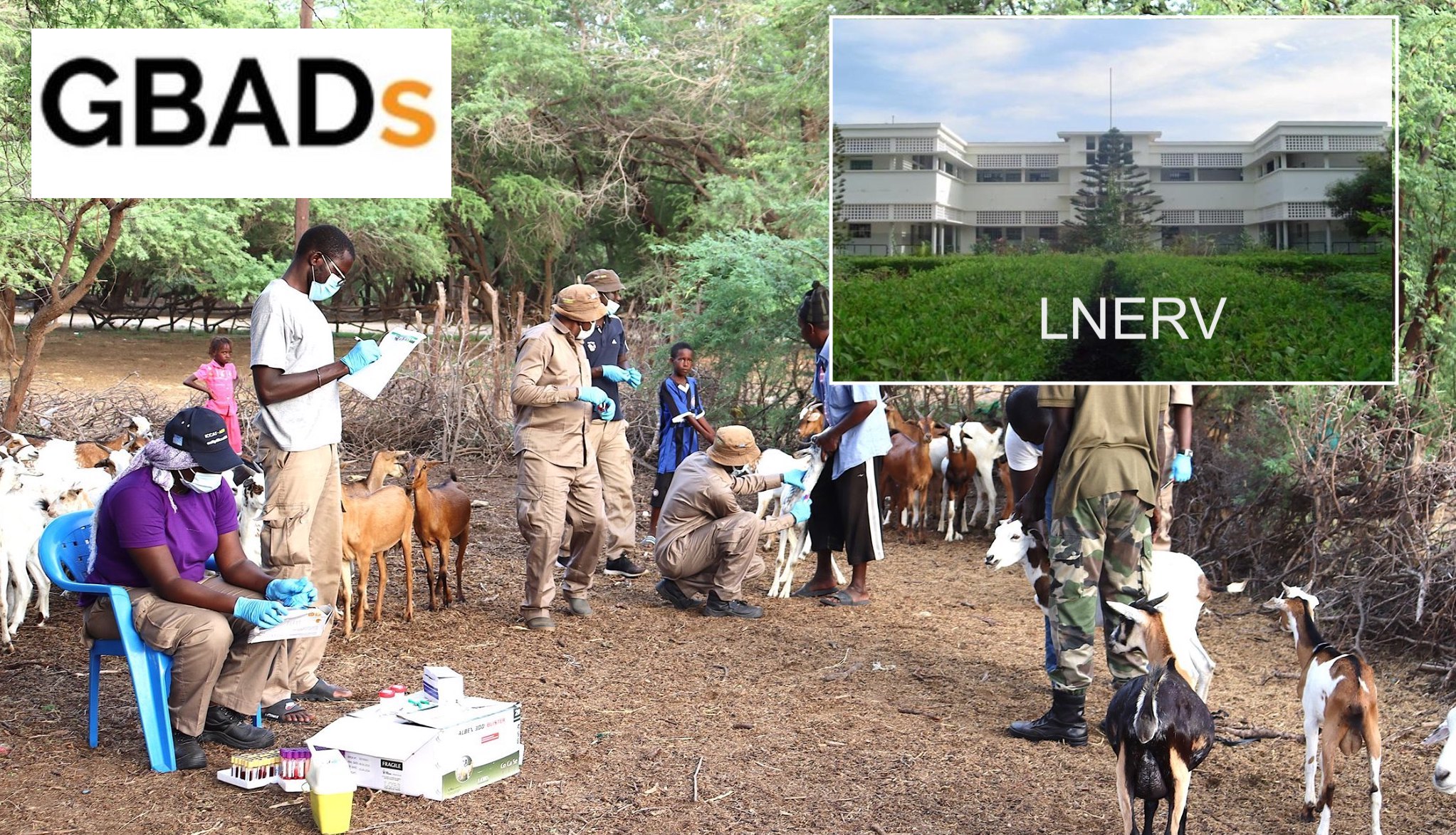 L’ISRA recrute un consultant pour le projet Global Burden of Animal Diseases – GBADs Impact mondial des maladies animales